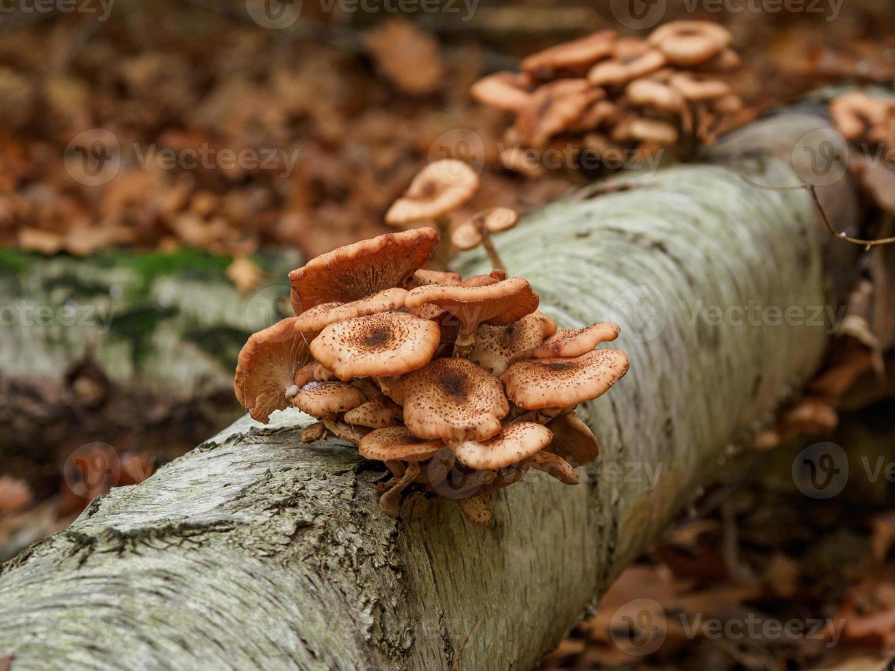 otoño en el bosque foto