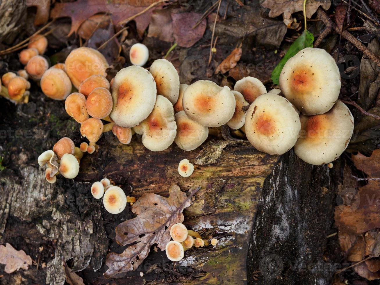 Autumn in the forest photo