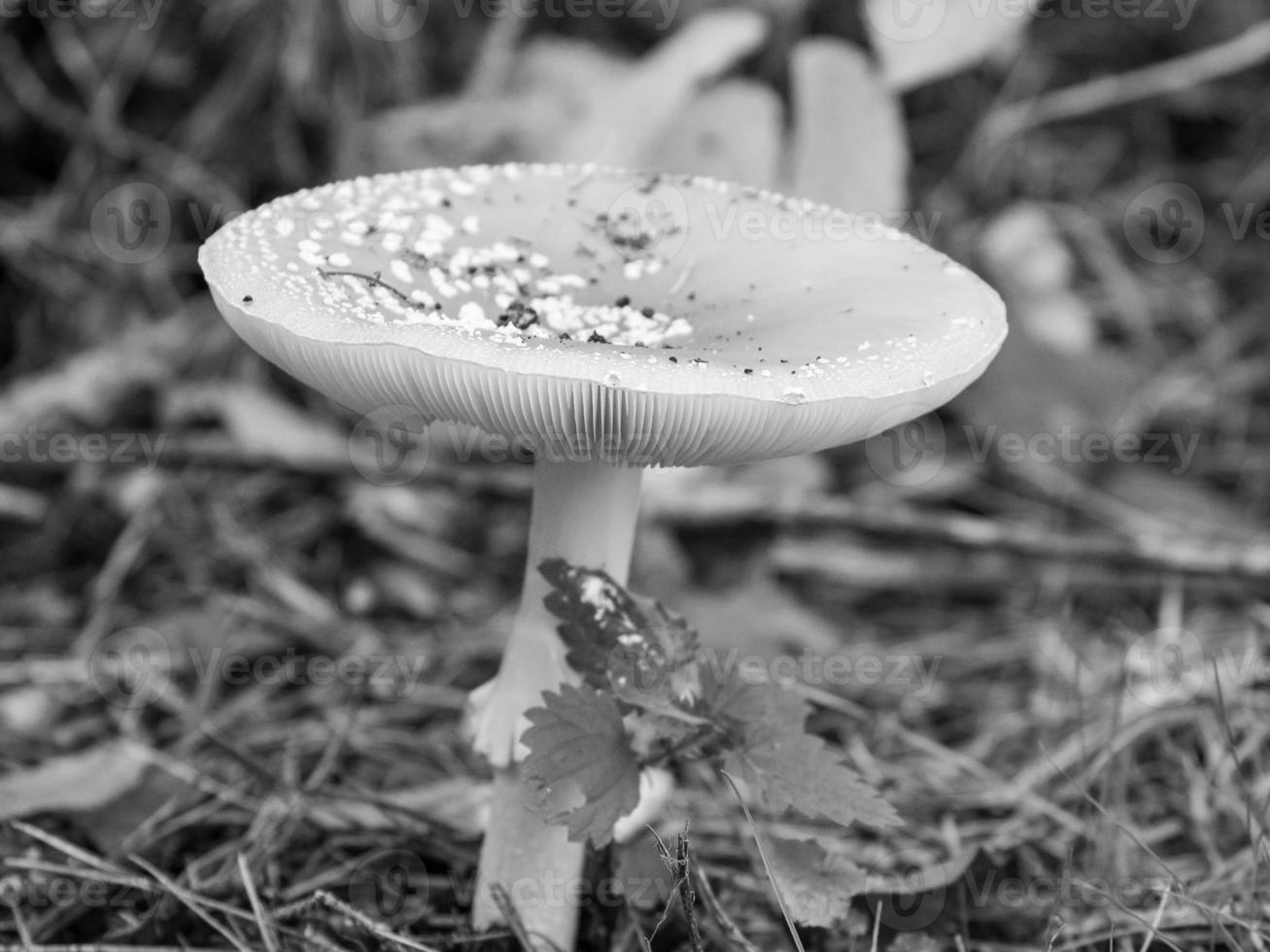 Autumn in the forest photo