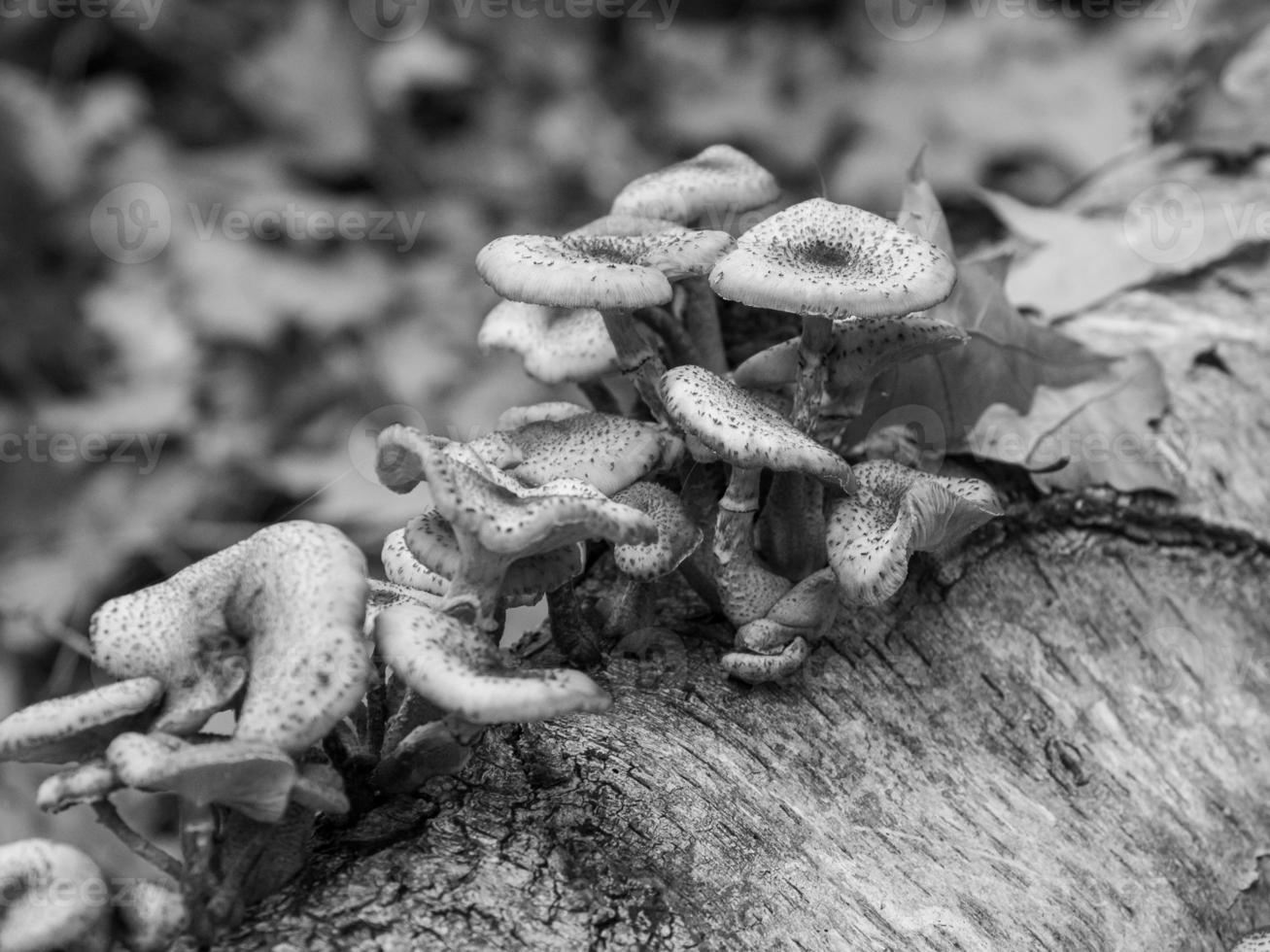 Autumn in the forest photo