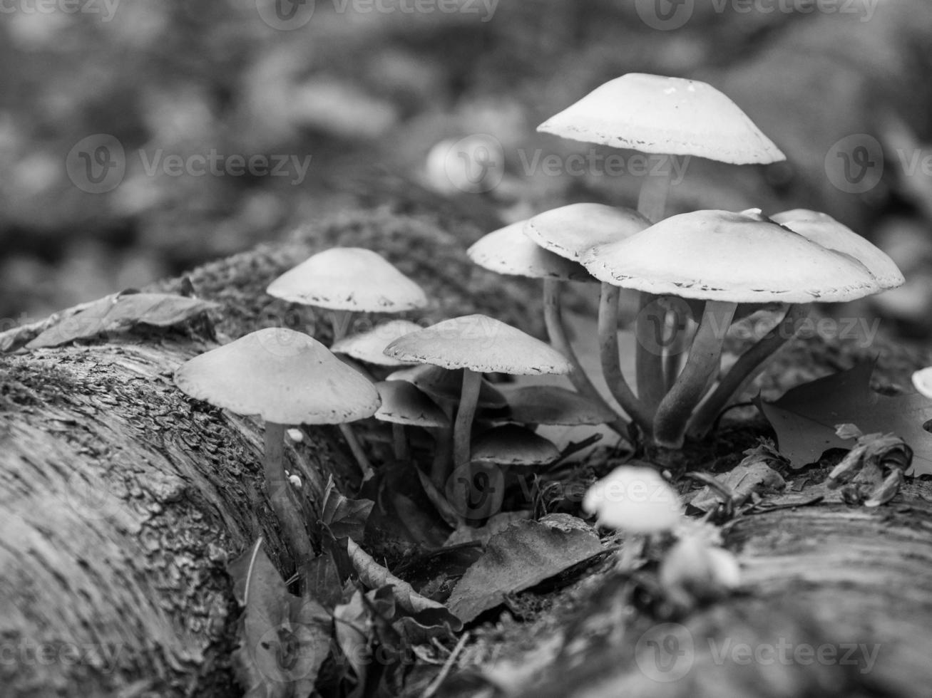 Autumn in the forest photo