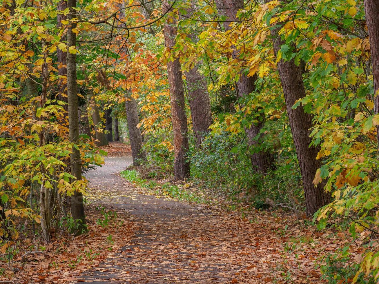 otoño en el bosque foto