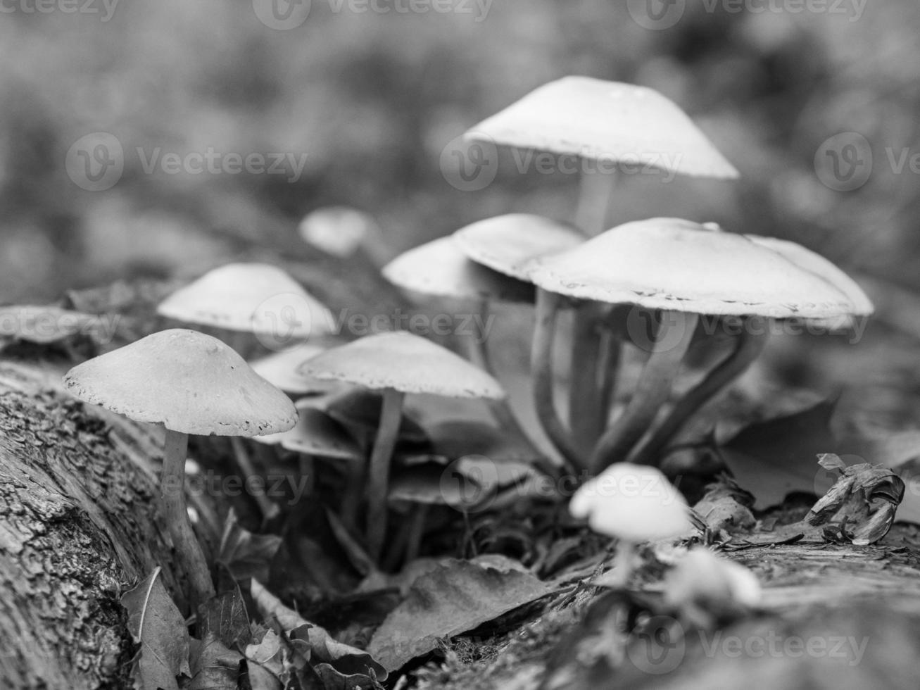 Autumn in the forest photo