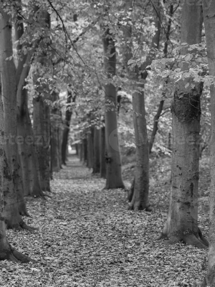 Autumn in the forest photo