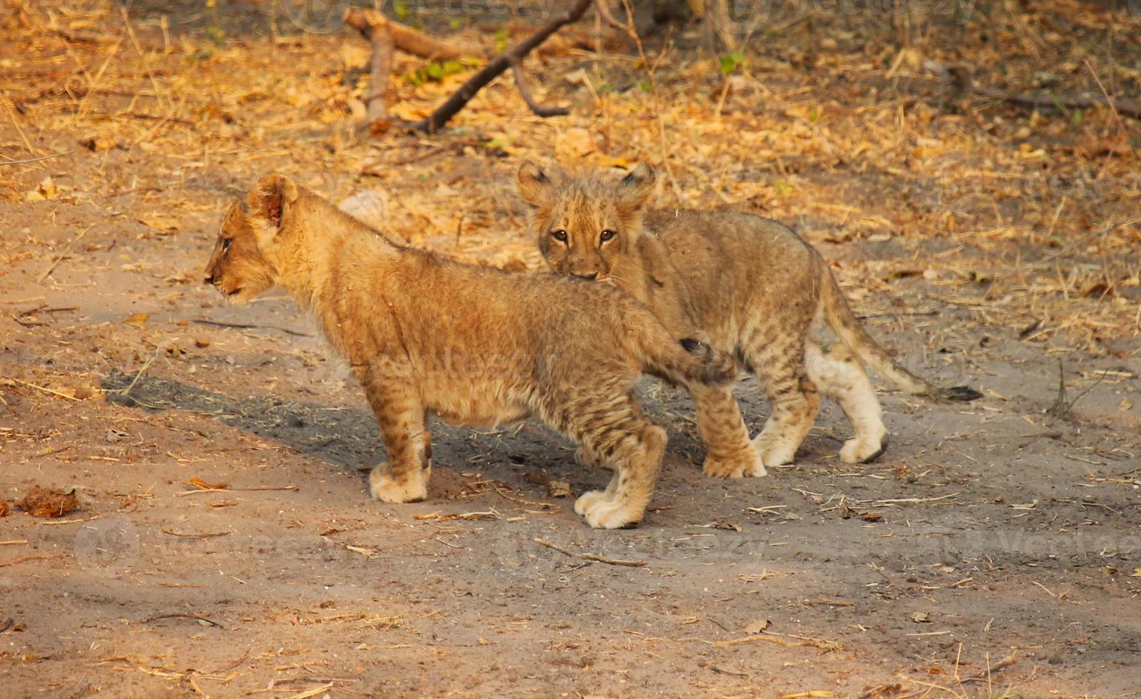 Two lion cubs photo