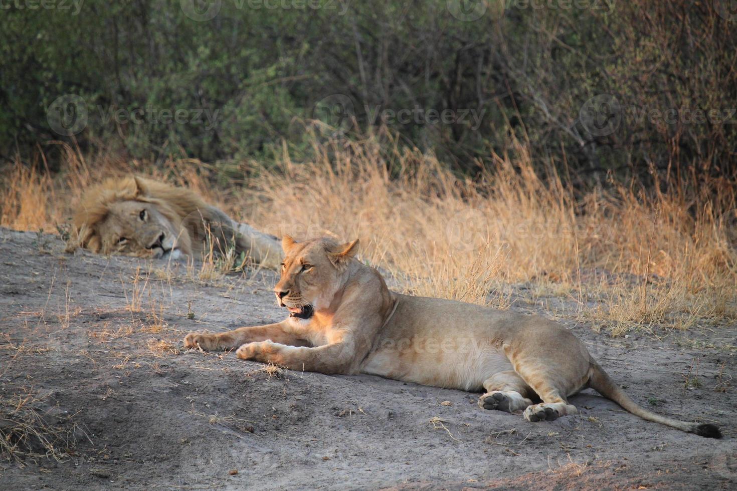 leones en su hábitat natural foto