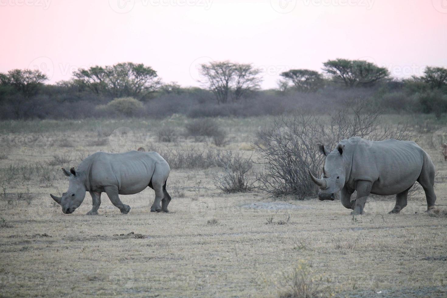 pasando rinocerontes en sudáfrica foto