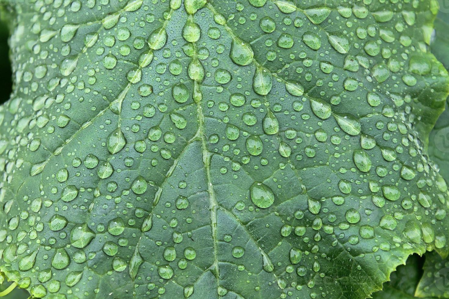 Beautiful green leaves of plants and different hedges and walls photo