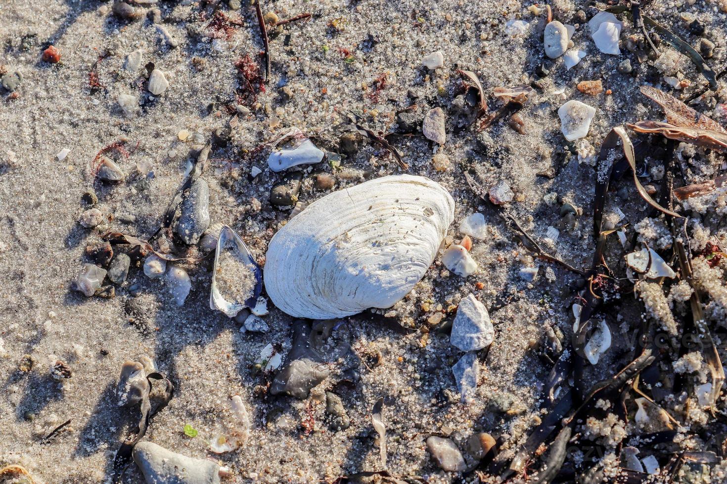 Detailed close up view at shells on a sandy beach at the baltic sea. photo
