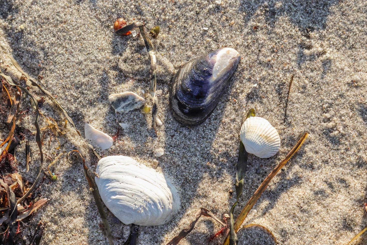 Detailed close up view at shells on a sandy beach at the baltic sea. photo