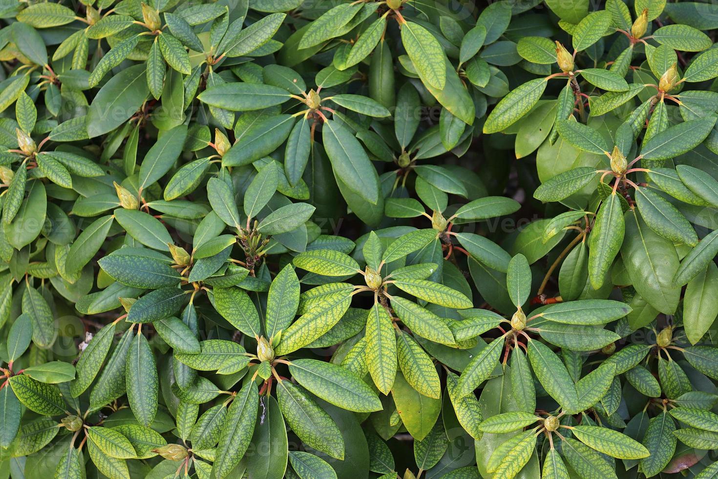 Beautiful green leaves of plants and different hedges and walls photo