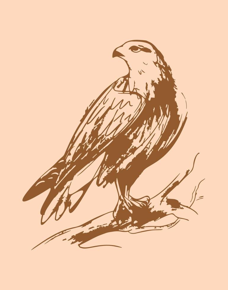 ilustración de dibujado a mano de vector de halcón