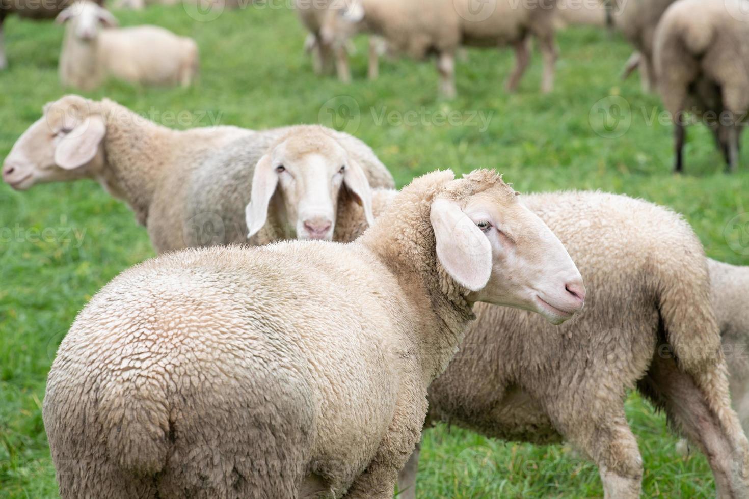 A flock of white sheep stand together in a pasture photo