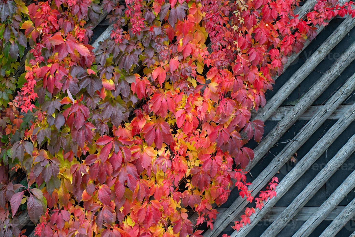 Virginia creeper climbs up a wooden trellis. The leaves are autumnal red and yellow in color and form a background. photo