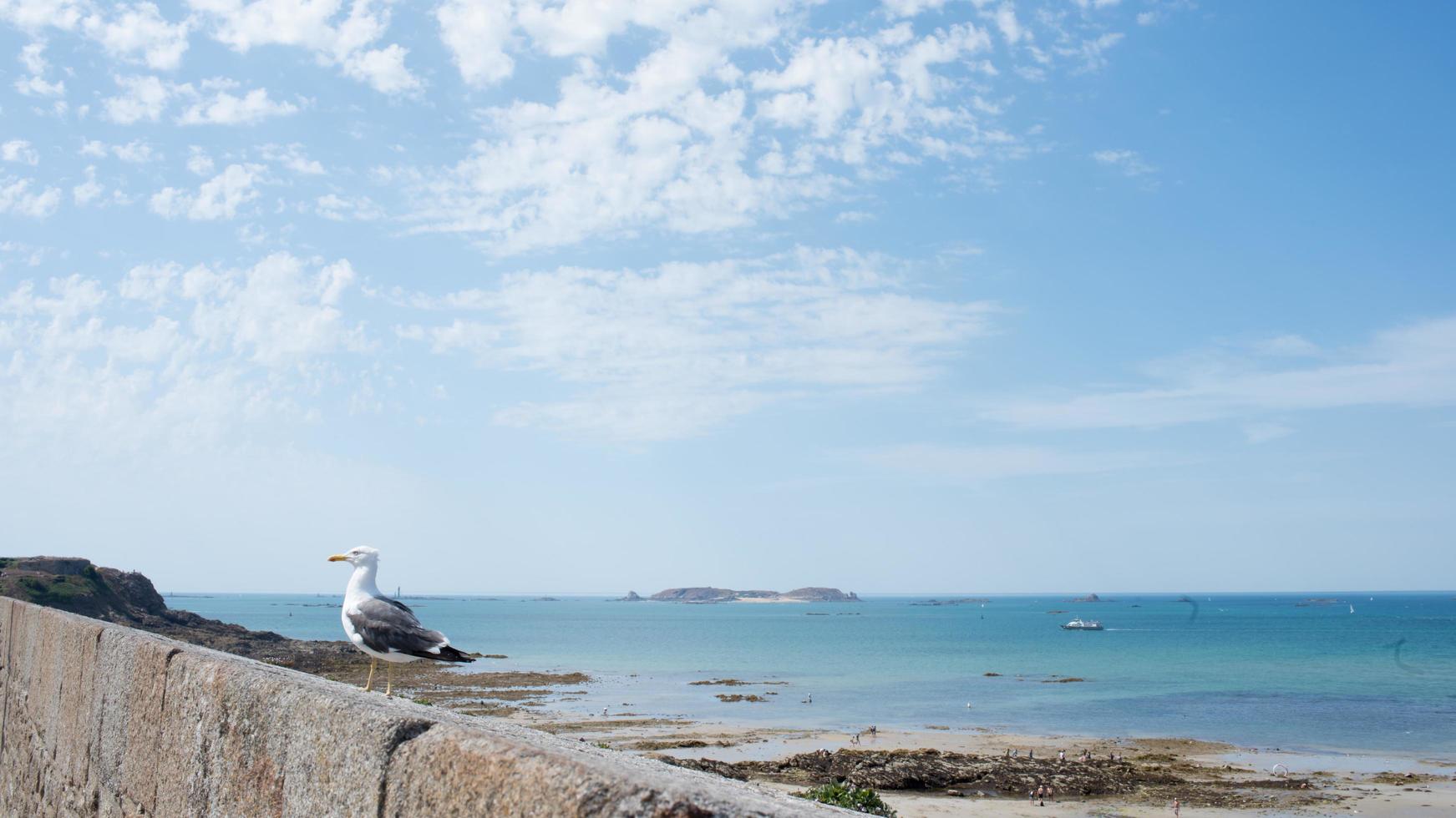 Marine landscape with a seagull.  Summer in Saint Malo, France photo