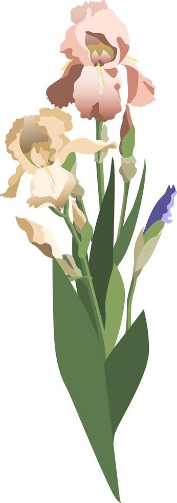 Bunch of yellow, purple irises with leaves and buds, isolated on white background vector