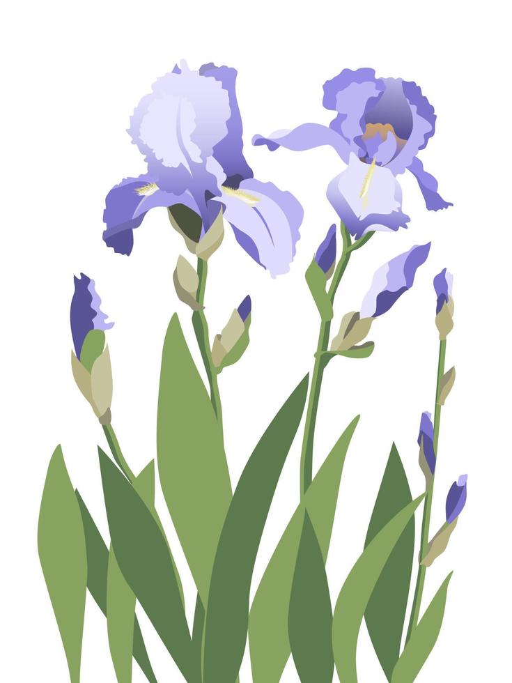 Composition of blue iris flowers isolated on white background 13450287