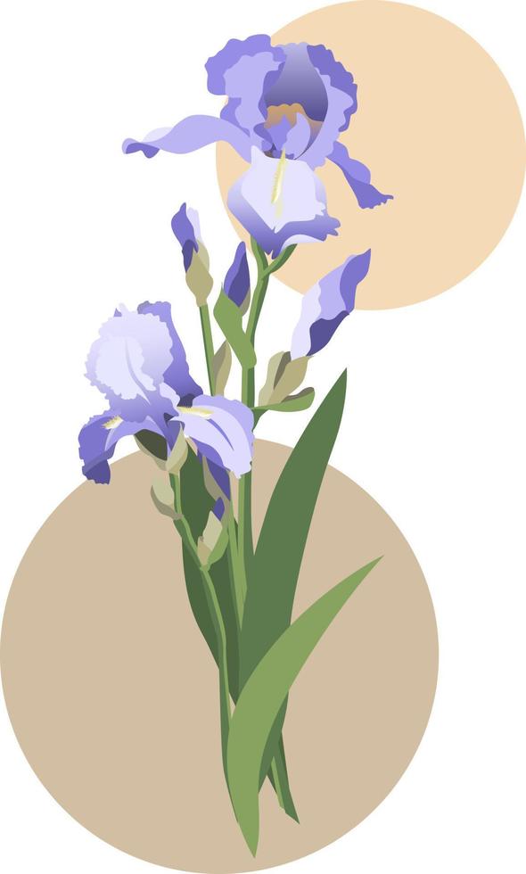 Vector illustration of blue iris flowers bouquet with leaves and stems. Isolated on white background