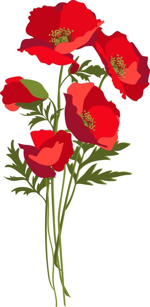 Vector illustration of red poppies bouquet with leaves and stems. Isolated on white background