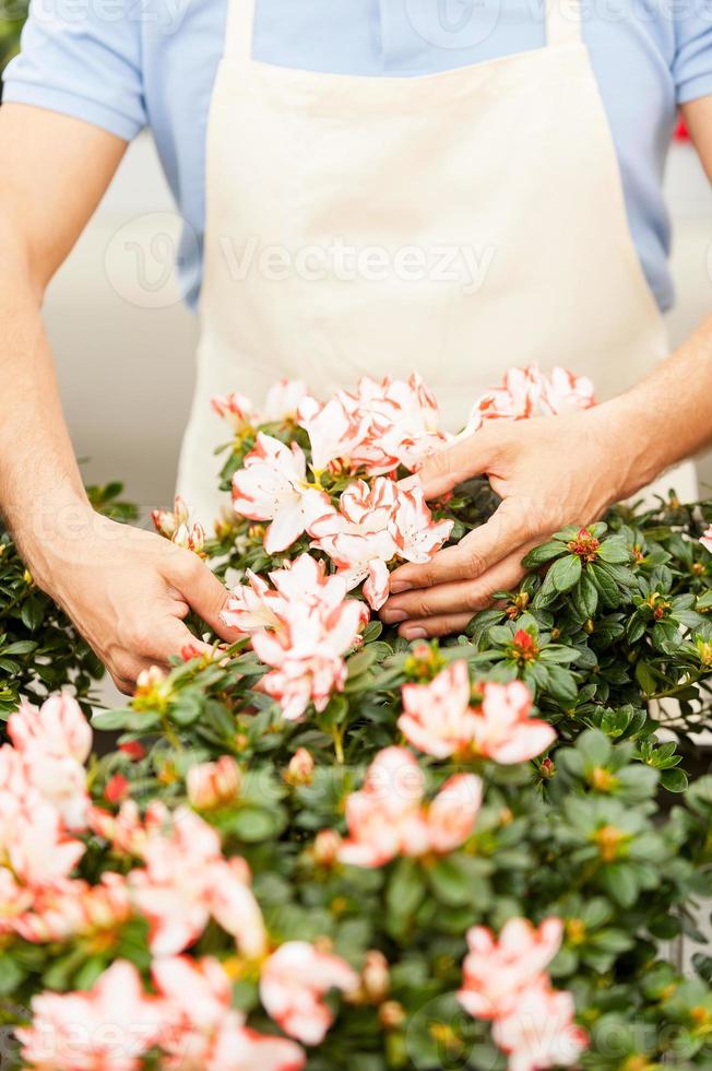 Gardening. Cropped image of man in apron taking care of flowers while standing in greenhouse photo