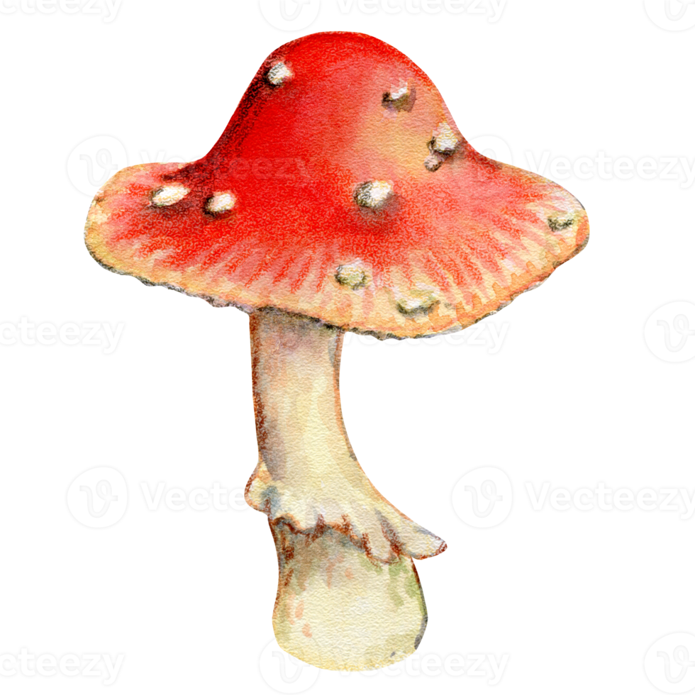 Bright red fly agaric, poisonous mushroom, watercolor illustration png