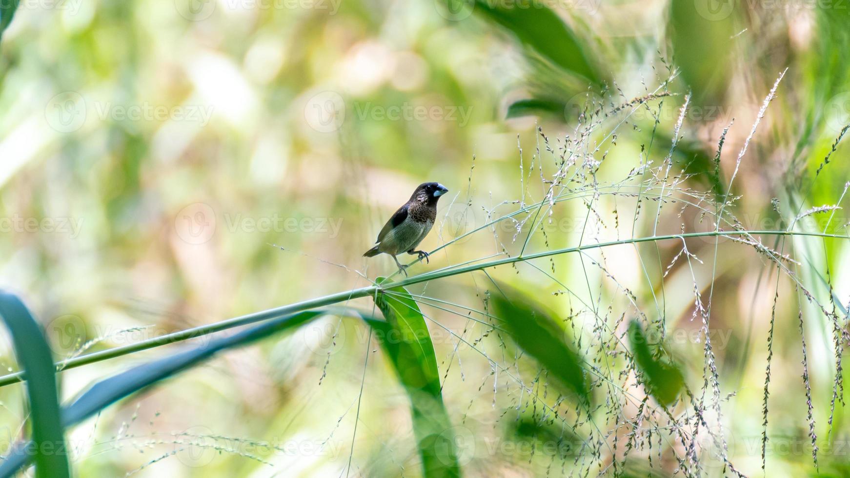 White-rumped Munia in the garden photo