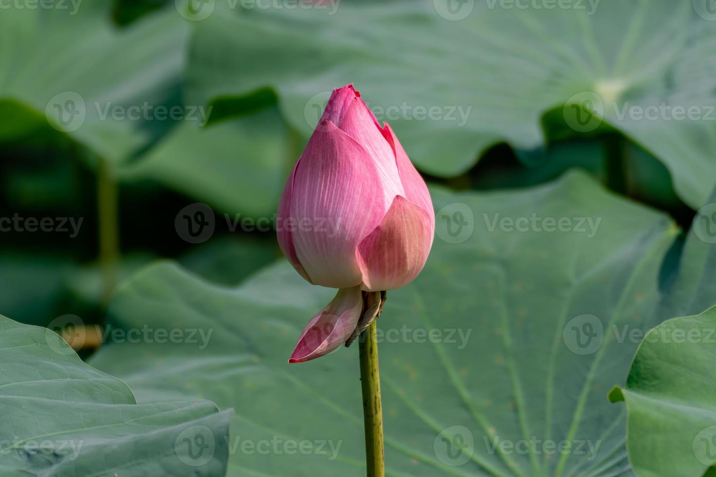 lotus flower in the lotus pond photo
