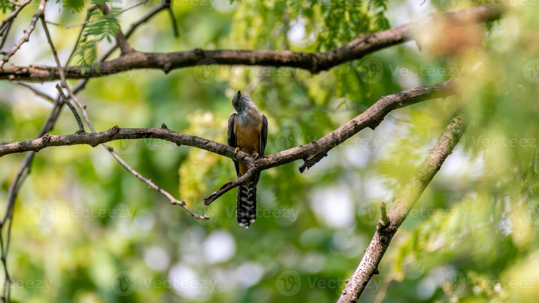 Plaintive Cuckoo bird perched on a branch photo