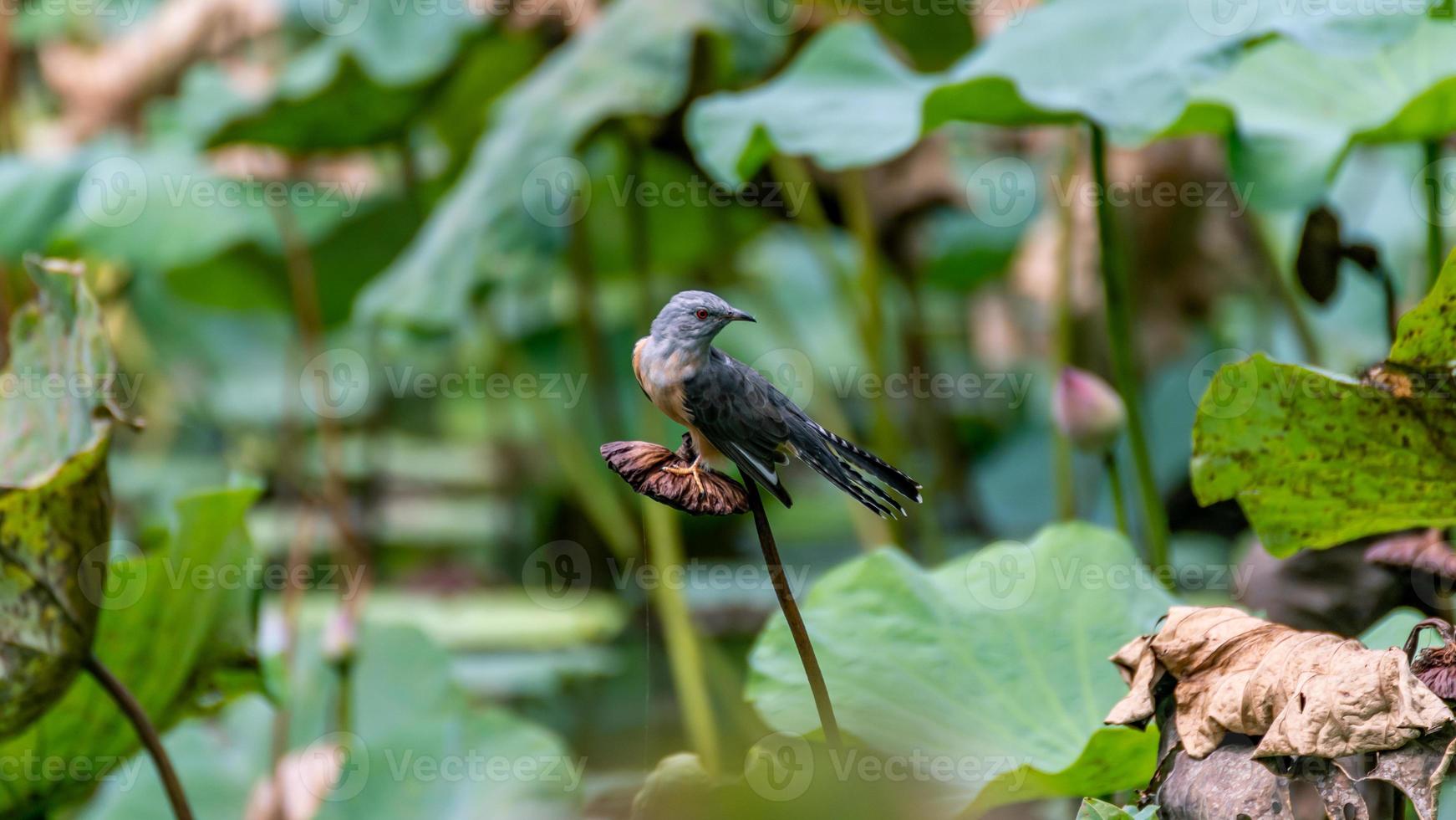 Plaintive Cuckoo bird in lotus pond photo