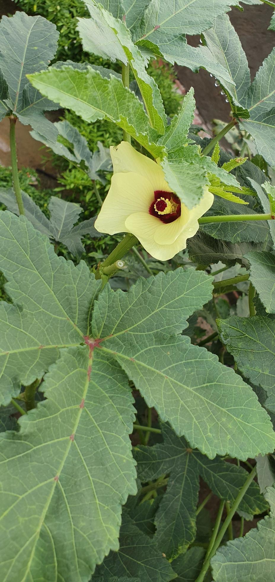 Close up of okra flower. Yellow okra flower. Okra flower with blurred