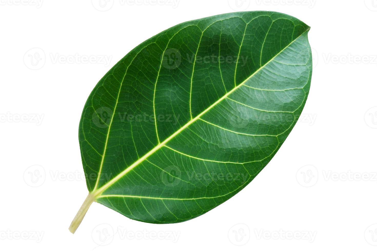banyan leaves isolated on white background. Natural green banyan leaf. Indian national tree for decoration, home decor, ethnic embroidery, and display of country symbols.leaf style with clipping path. photo