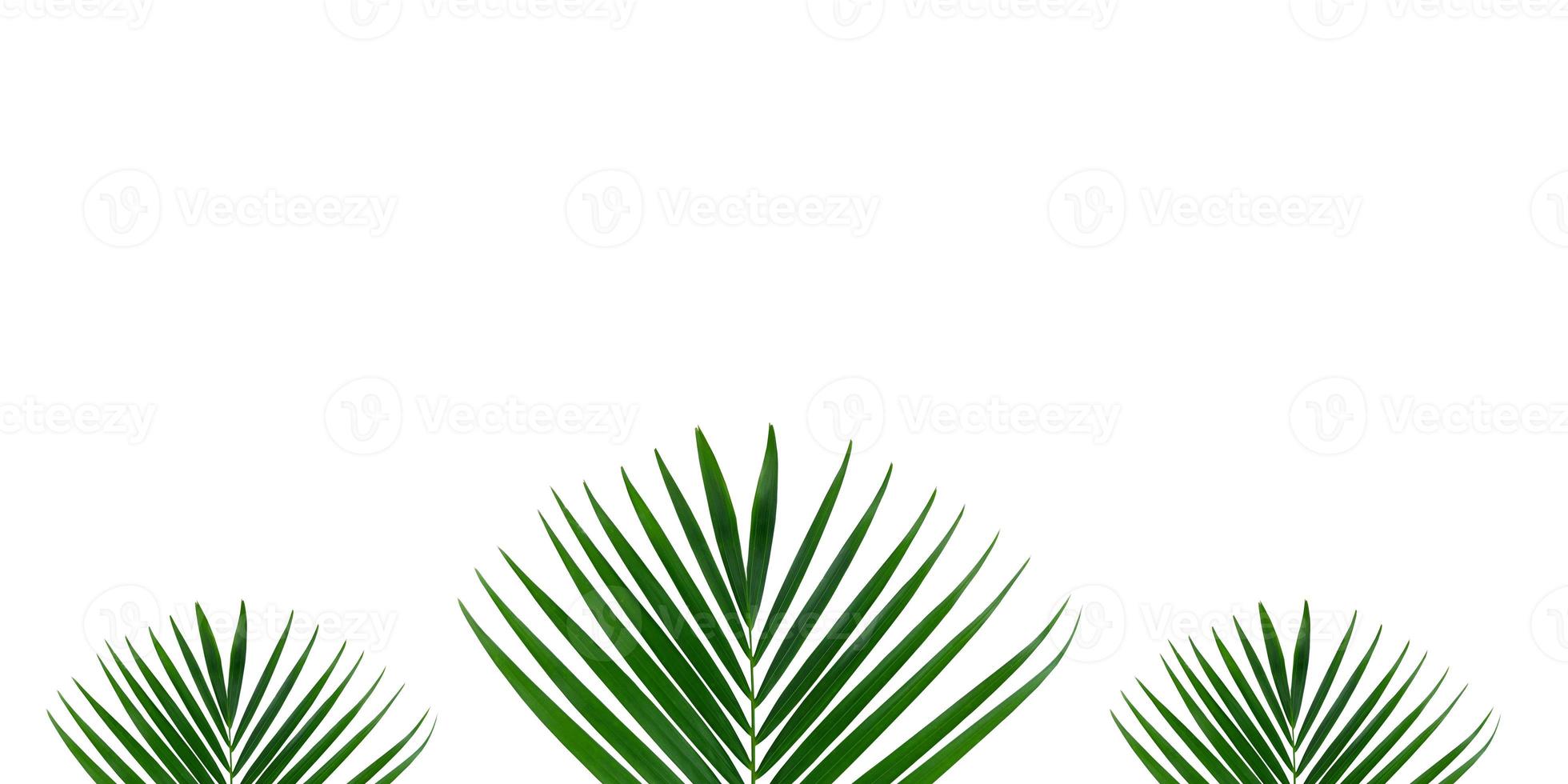 Areca Palm leaf isolated on white background, palm leaves. Green palm leaf on the edge of the image. a picture frame on a white background. for frame or decoration. photo