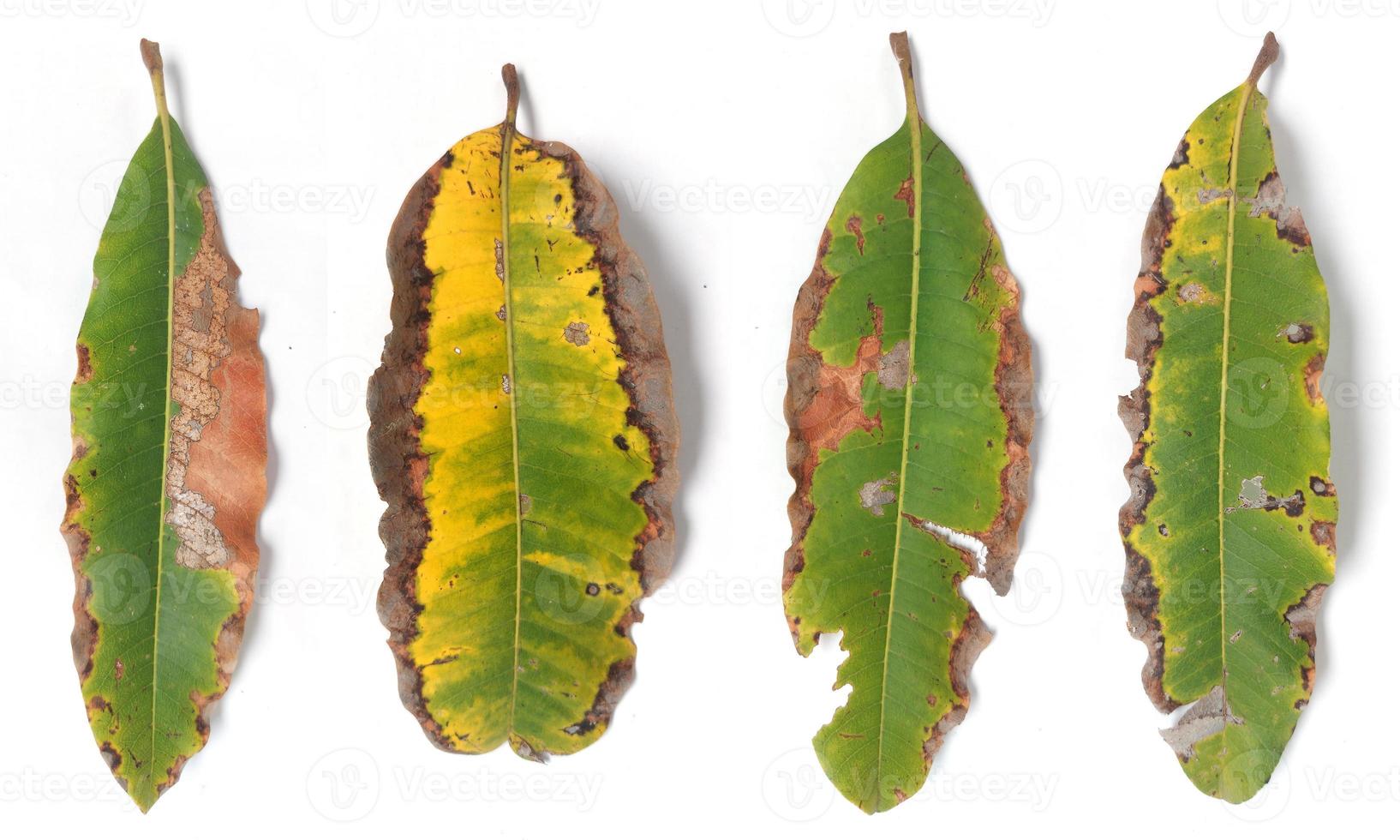macronutrient deficient mango leaves isolated on white background, mango leaves with leaf disease, leaf margins yellow, leaf imperfect. photo
