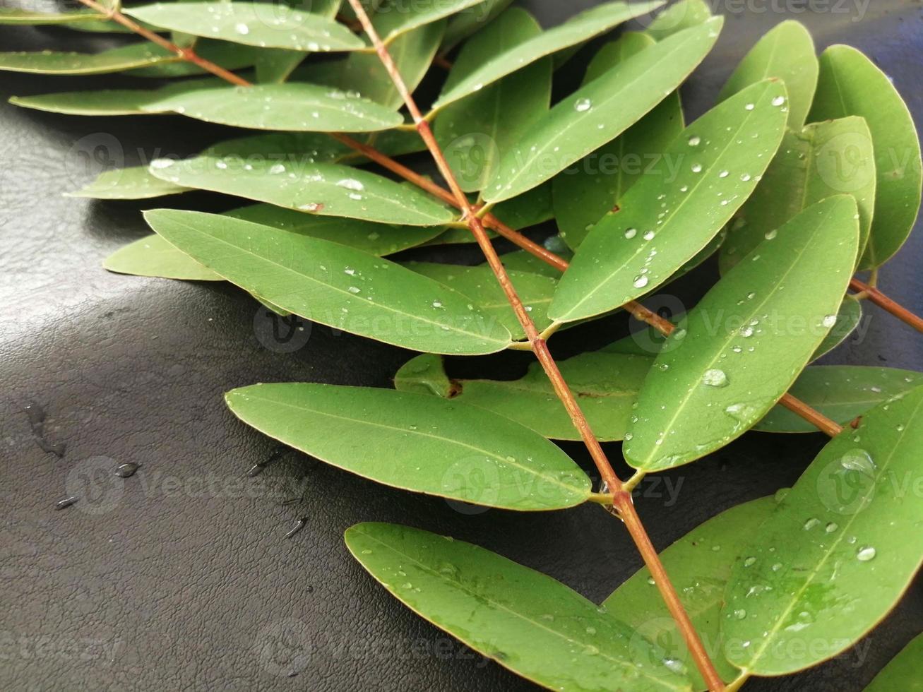 Senna siamea leaf with rain droplets on dark background, medical herb, Nature leaves photo