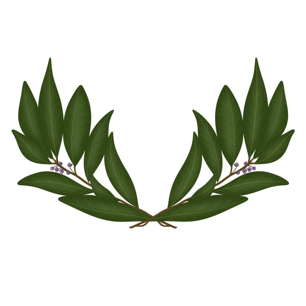 feuilles de laurier, herbe png