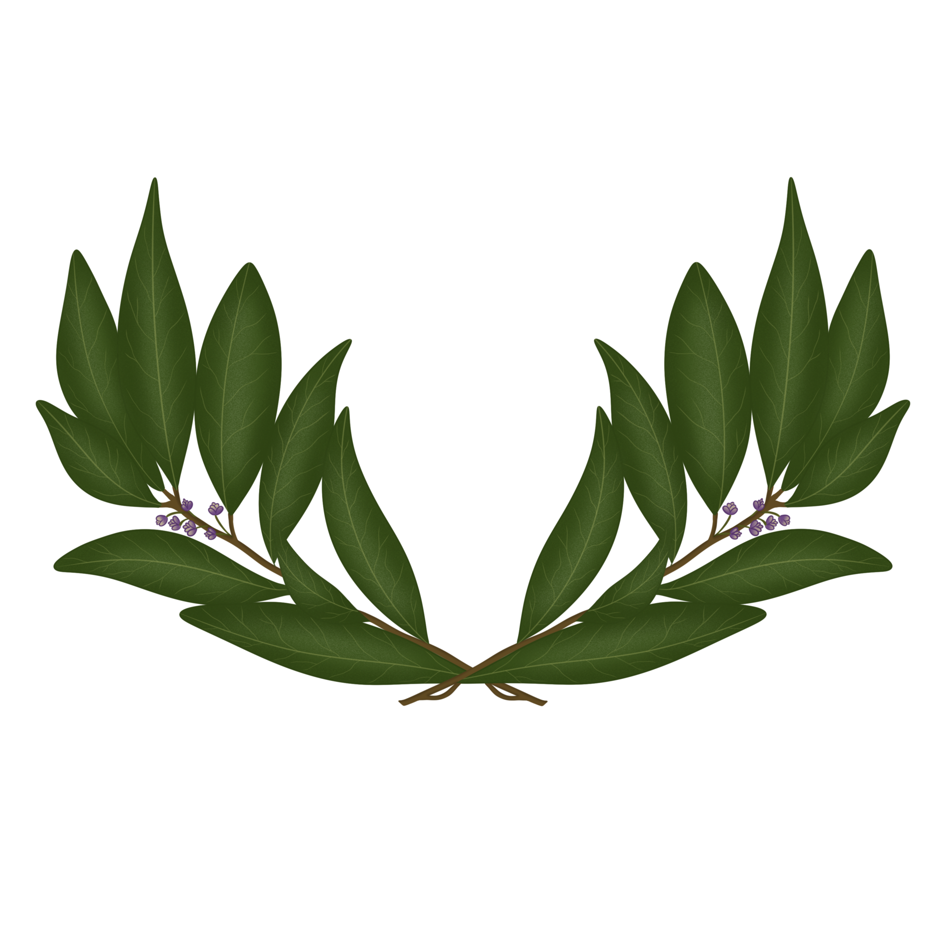 laurel hojas de laurel hierba 13453549 PNG laurel hojas de laurel hierba 13453549 PNG