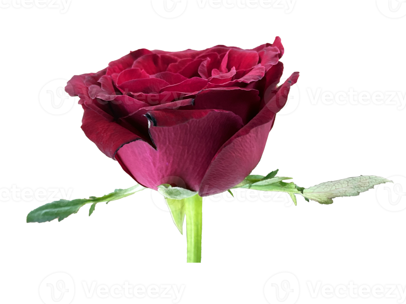 dark red rose with branch png