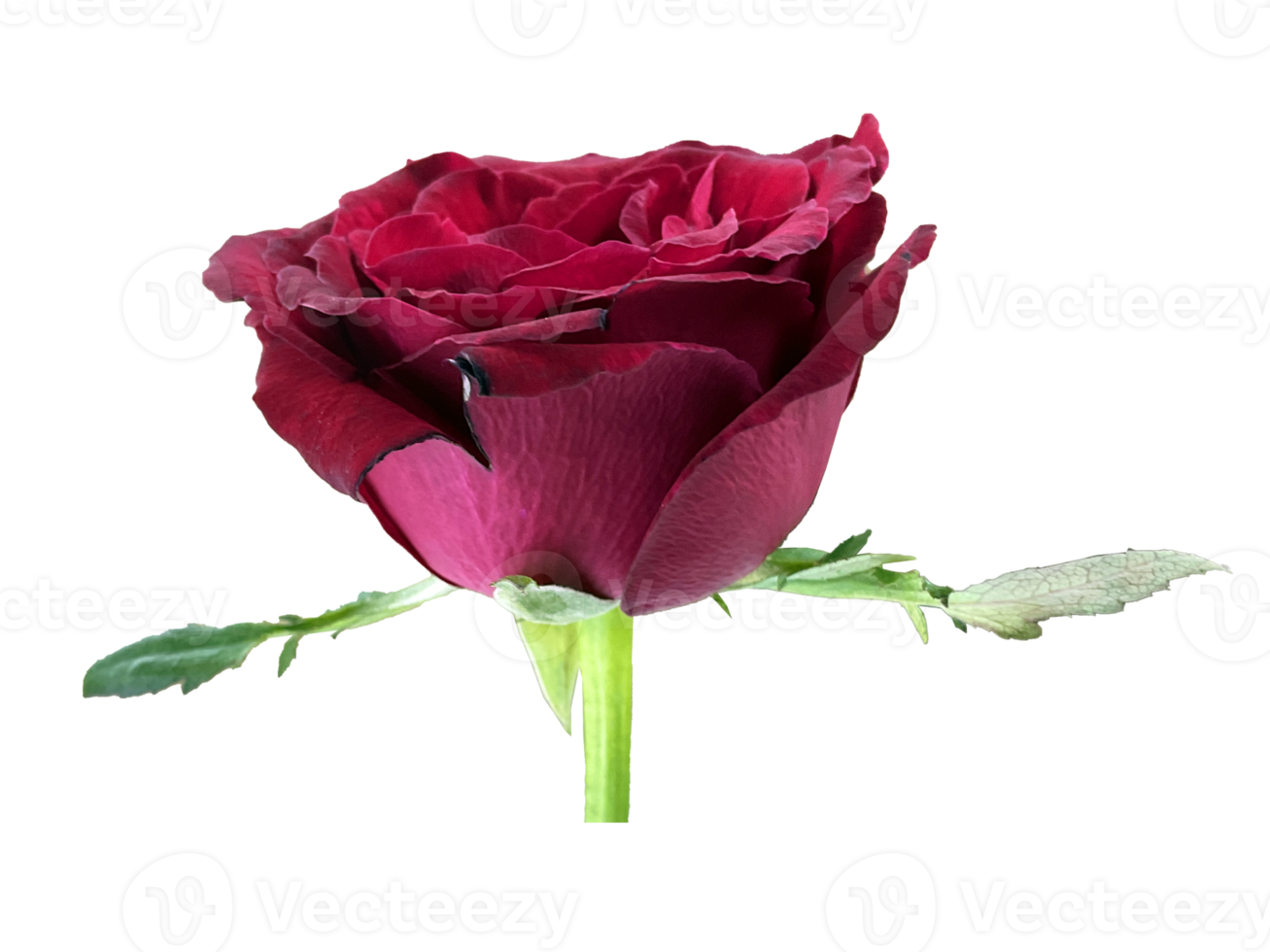 dark red rose with branch png