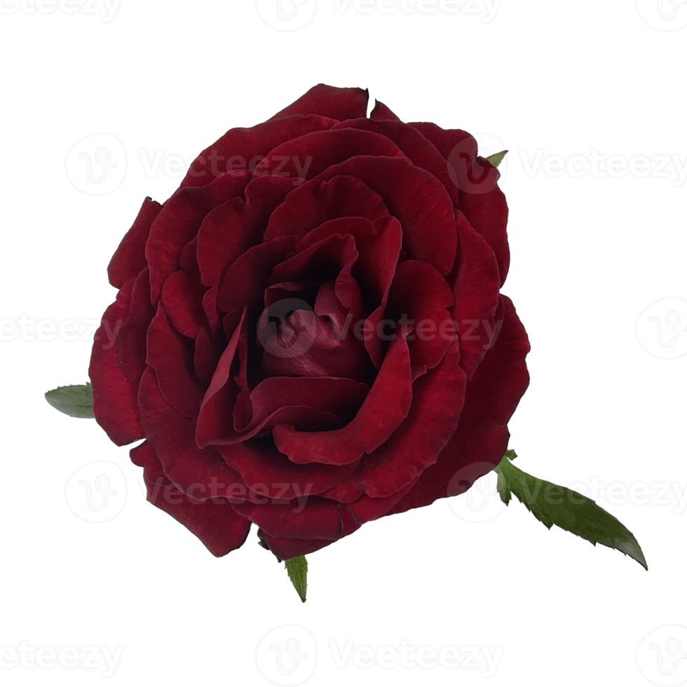 dark red rose top view png