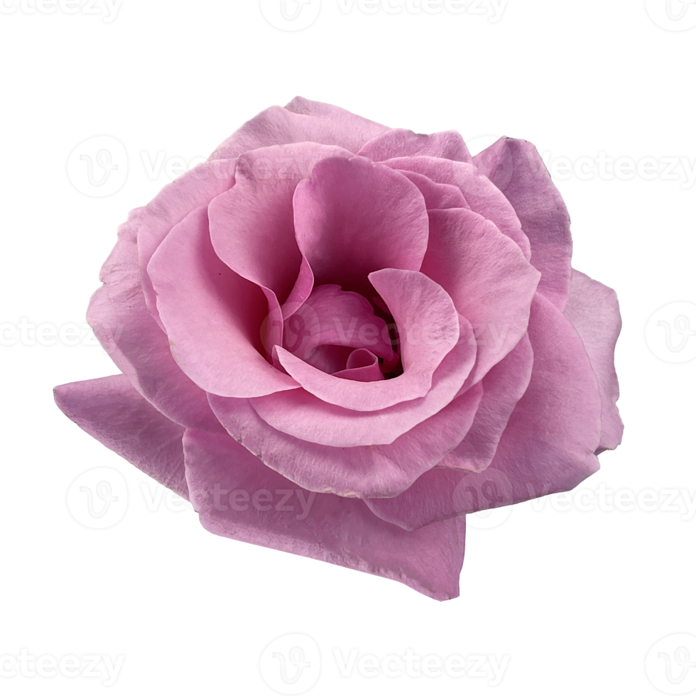 Pink Rose top view isolated png