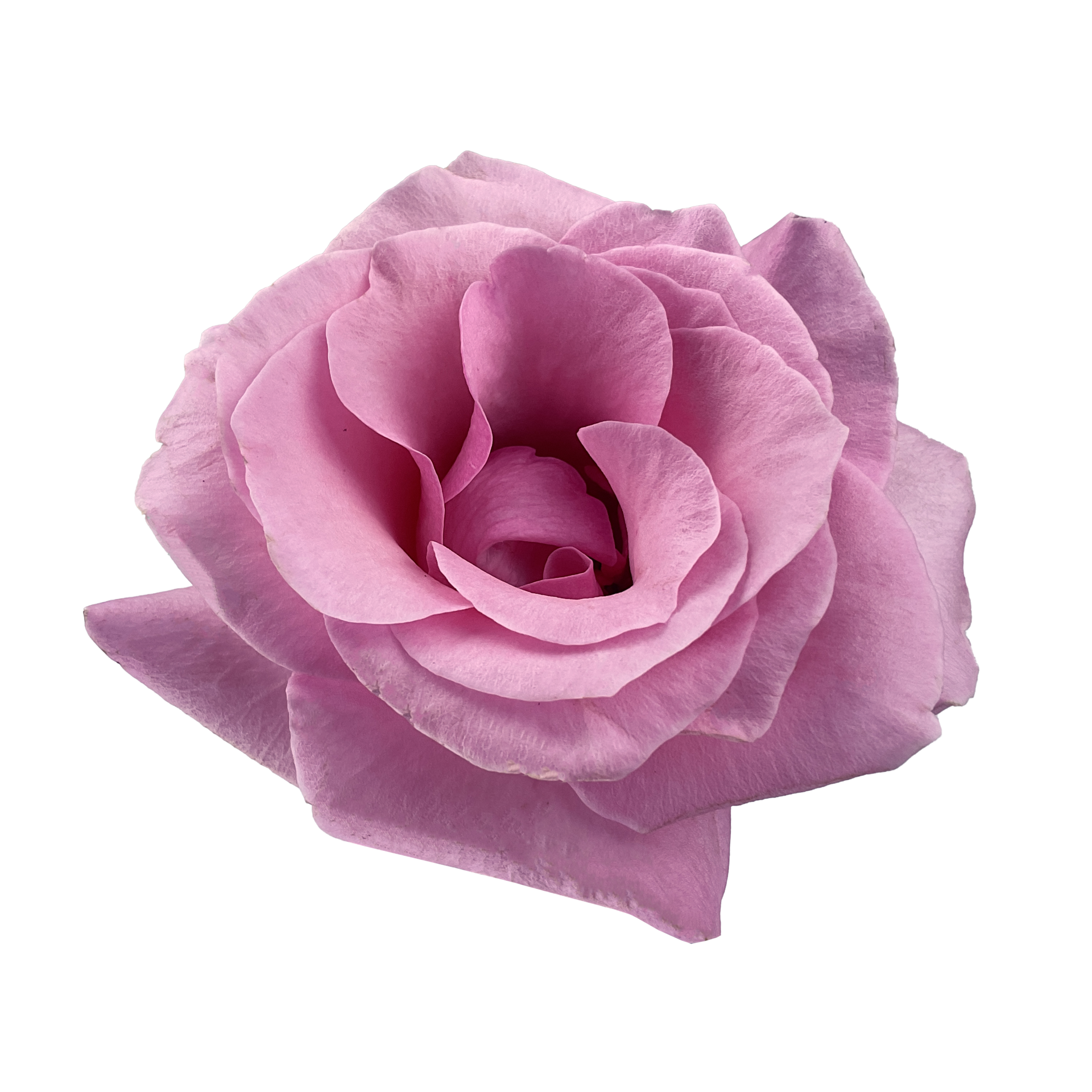 Free Pink Rose top view isolated 13453566 PNG with Transparent Background
