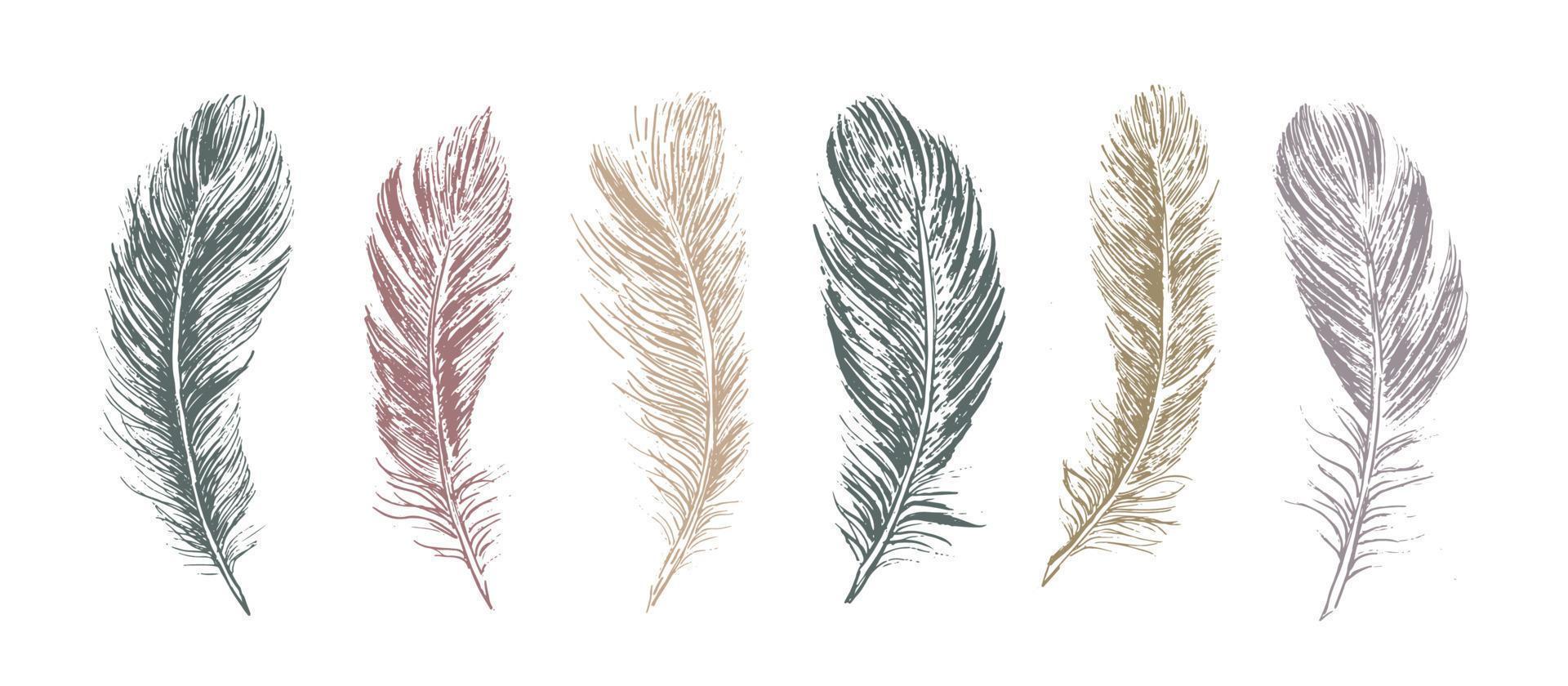 Feathers on white background. Hand drawn sketch style. vector
