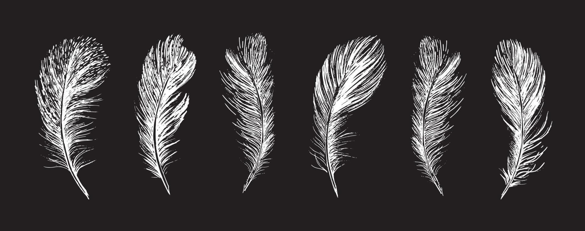Feathers on white background. Hand drawn sketch style. vector