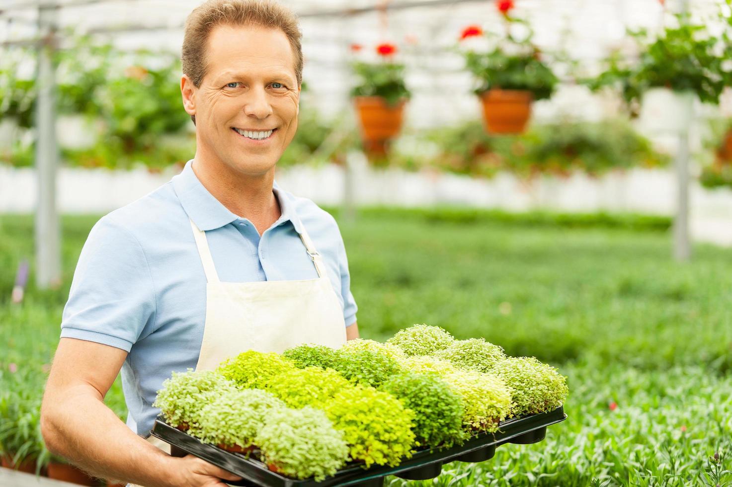 Working with flowers. Handsome mature man holding a potted plant and smiling at camera while standing in green house photo