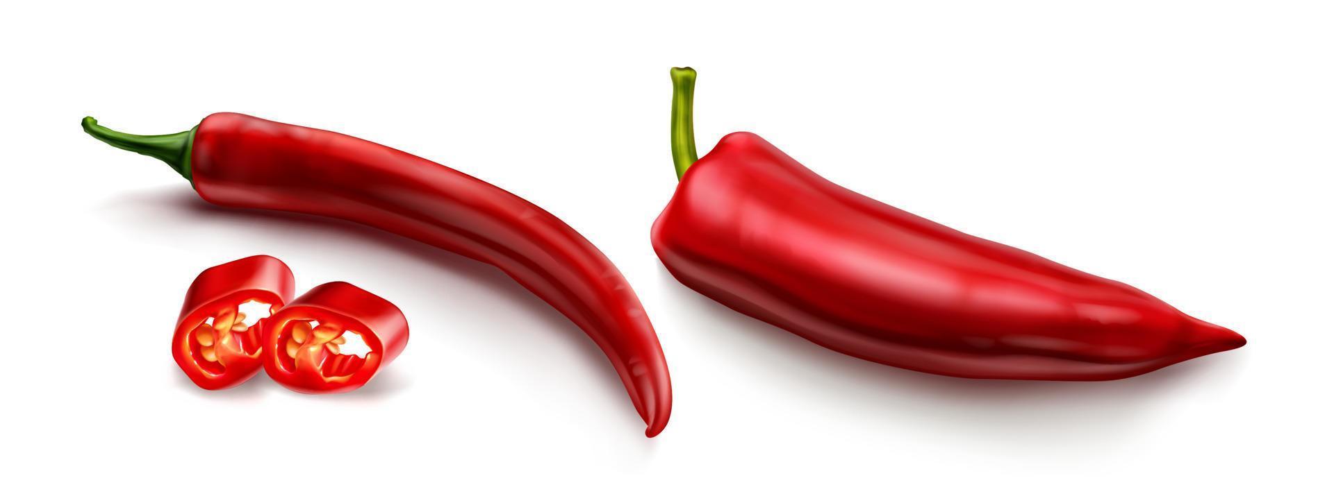 Red chili pepper, hot spicy paprika cayenne vector