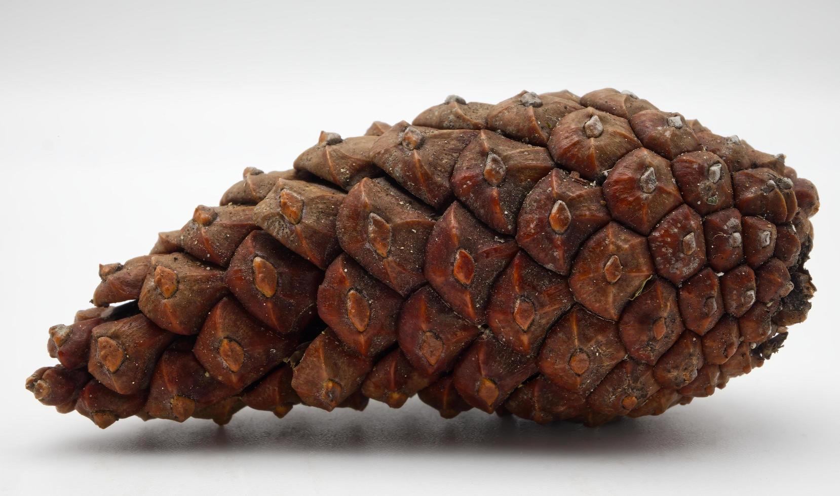 Pine Cone isolated on white background. Macro photography. photo
