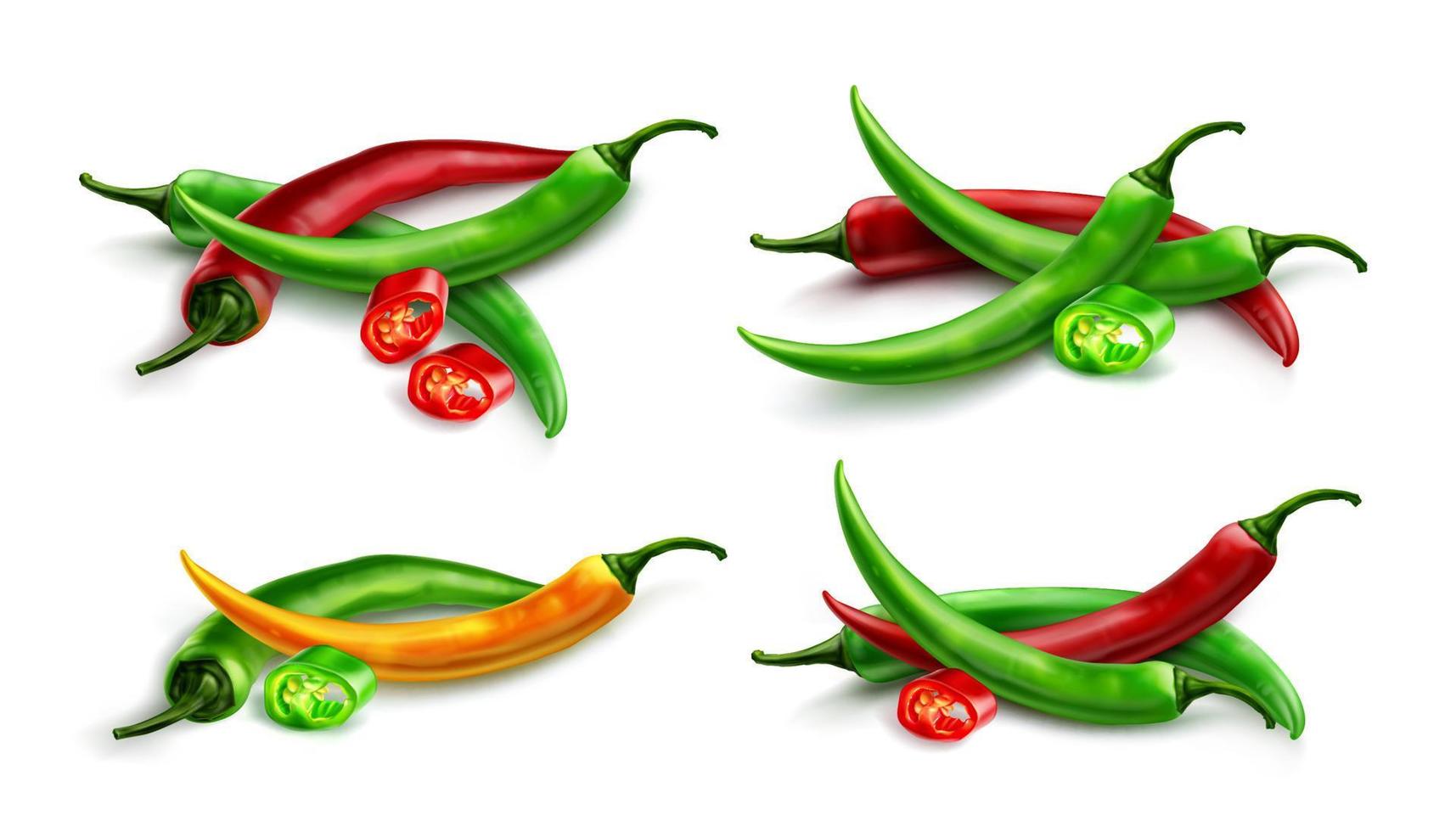 Red chili pepper, hot spicy paprika cayenne vector