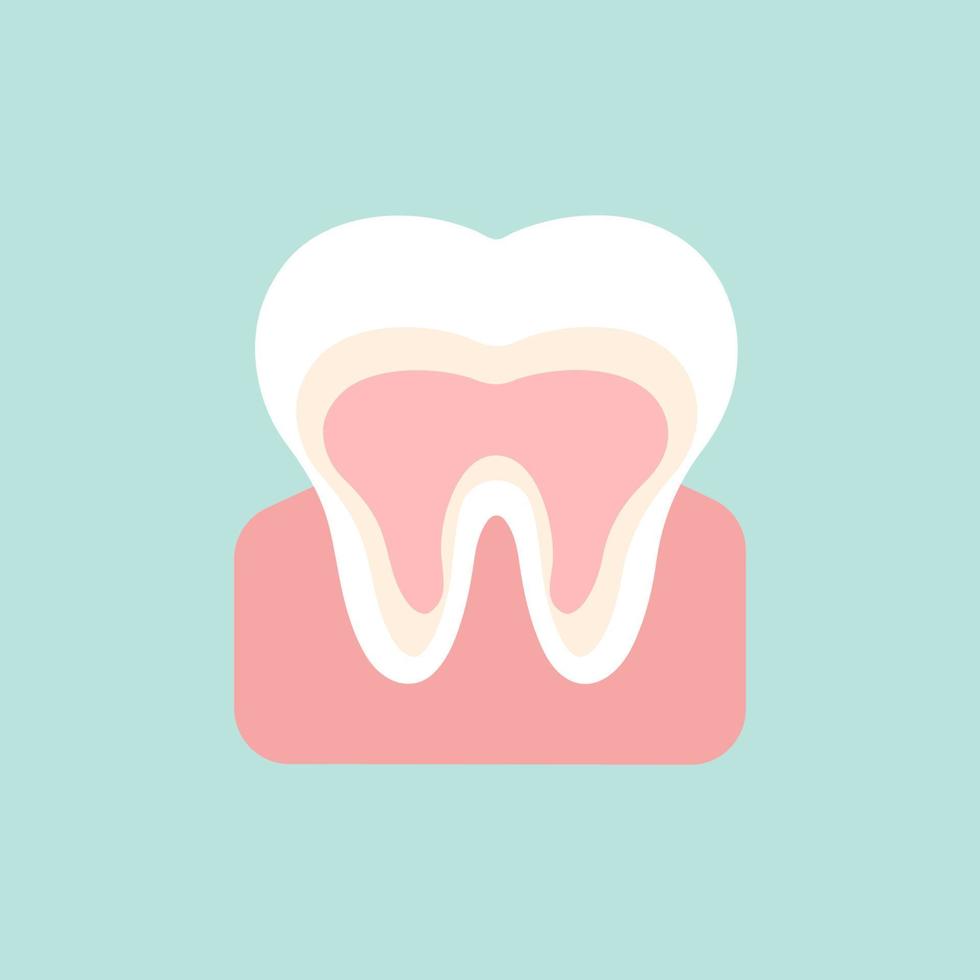 White healthy tooth in section. Vector illustration