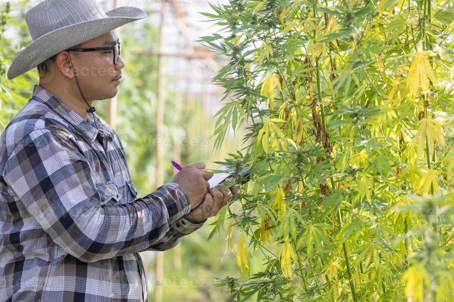 Marijuana research, Male farmer in hemp field examines plants and flowers, plant diseases, alternative herbal medicine concept photo