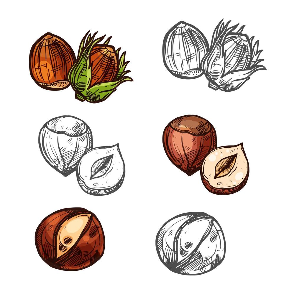 Hazelnut nuts vector sketch icons
